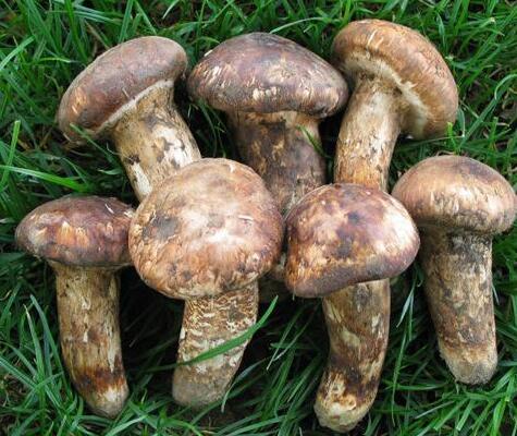 松茸和姬松茸傻傻分不清楚