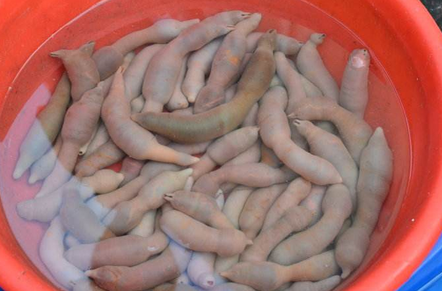 刺螠是什么东西
