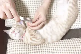 趁猫主子睡觉，把它爪子全剪了，这厮都没醒，昨晚肯定浪狠了