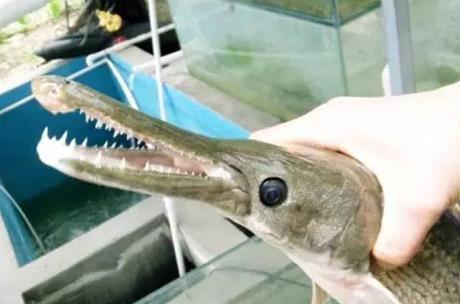 老渔民捉到怪鱼长嘴双排牙齿像鳄鱼 盘点全球怪鱼
