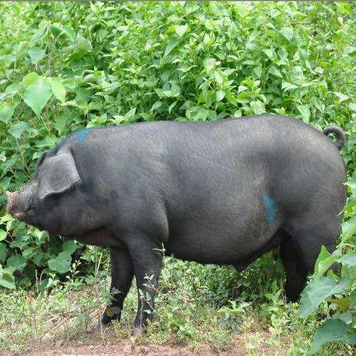 养殖户饲养土猪就养这几个品种,肉脂兼用,肉的口感远超进口品种(黑猪