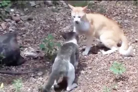 猫咪打架个个速度之快身手之敏捷，这简直猫界大佬，惹不起惹不起视频封面