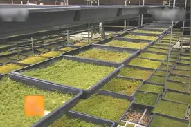 苔藓的人工繁殖与应用（下）—设施要求 繁殖方法和日常管理视频封面