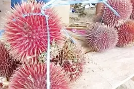 印尼的红色榴莲，刺多且长味道也一般，但是价格不便宜啊