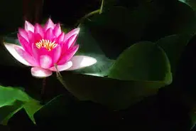 上午好！一首非常好听醉人的歌送给你！视频封面