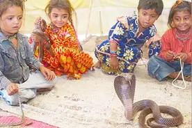 印度恐怖毒蛇村庄，突显“笑脸蛇”婴儿都和蛇同吃同睡，毛骨悚然