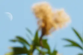 百听不厌，世纪经典《月光下的影子》视频封面