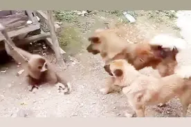 猴子vs狗真的可怕的战斗视频封面