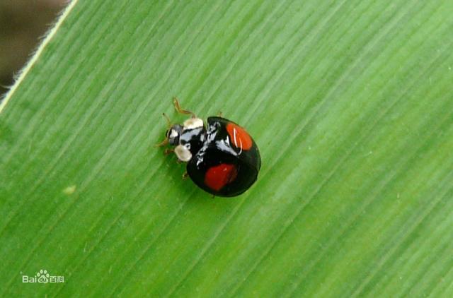 哪些瓢虫是益虫?哪些瓢虫是害虫?