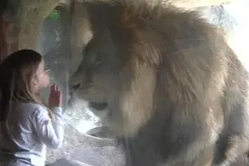 小女孩隔玻璃亲吻雄狮 后者不为所动反发怒图片
