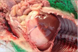 让腹泻从100%降至5%，天邦有高招图片