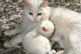 今日重点话题猫意外怀孕? 生一胎再绝育？生小猫究竟有多美好？图片