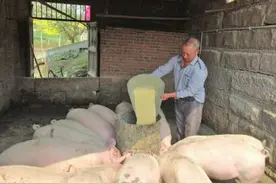 产业支持改变贫穷贫困户成养猪专业户图片