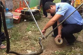 普通人遇见毒蛇几率多高？剧毒蛇王竟私闯民宅，半小时就能咬死人图片