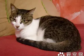 猫猫难产怎么办 做好分娩期的必要工作图片