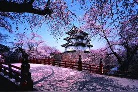 感受樱花物语 春樱烂漫在星野图片