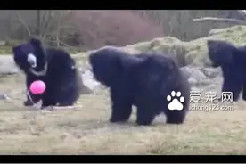 熊熊们像孩子一样追着球跑，模样超可愛图片