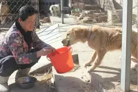 沾化爱心农妇建立流浪狗、猫“收容站”图片