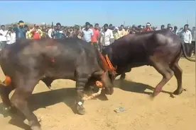 水牛斗角赛两水牛拼的头破血流，为荣耀而战视频封面
