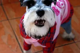 迷你雪纳瑞的饲养方法图片