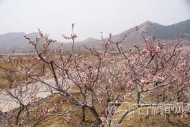 曲阜九仙山上杏花绽放 吴村镇举办首届“杏花节”图片