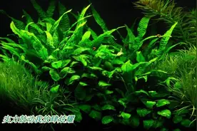 当年的BoBo组合《时刻准备着》，可惜在最火的时候解散了