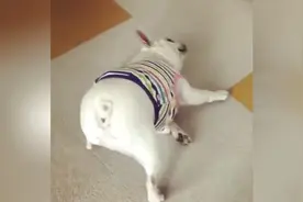 撩闲小法斗，撅着拍屁股就是想引起铲屎官的注意