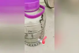 百节蛇银环蛇枝江的特产视频封面