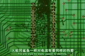 电流在生活中无处不在，对火蚁的吸引力真是太大了