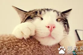 猫能喝酸奶么 不要随便给猫咪吃酸奶图片