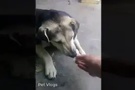主人喂母狗吃面包，狗狗最初很害怕，却吃得很开心视频封面
