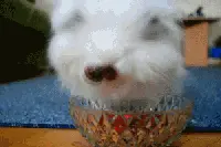 兔子吃起草莓和樱桃来，很有恐怖片的feel图片