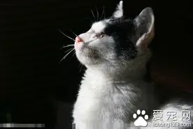 猫咪胀奶怎么办 最好的办法找小猫去吃奶图片