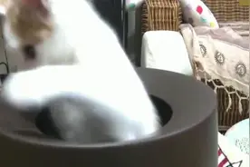 喵星人果然喜欢一些钻瓶瓶罐罐的东西，这家伙把这里当家了么视频封面