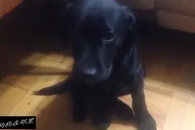 黑色小拉布拉多把家里弄得一片混乱，主人回来之后躲到沙发底下视频封面