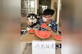 哈士奇普拉达：全网最惨的哈士奇，狗狗被训正常了，但主人疯了视频封面