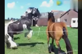 两个美女遛马，两匹马打了起来，根本拉不住啊，明年要多匹小马了
