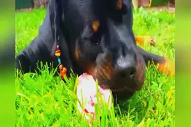罗威纳犬吃生鸡肉，你这牙口不行啊都嚼不烂！