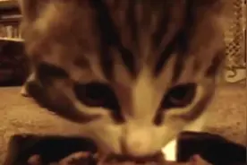 一边大快朵颐，一遍叫着“nom nom nom（好吃）”的猫咪