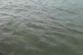 骆马湖筏钓大武昌鱼视频封面