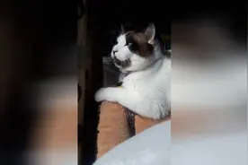 一只小猫咪学郭敬明45°仰望天空，主人叫了它半天，它终于说话了