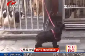 一岁半孩子被狗咬伤 三小时手术转危为安视频封面