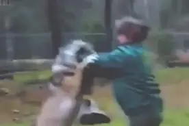 西伯利亚狼遇上俄罗斯女人，狼被踢两脚之后，瞬间怂成哈士奇视频封面