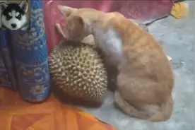 小猫咪在榴莲上蹭痒痒，铲屎官看的哭笑不得，还有这种操作