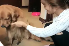 主人让金毛轮胎闻自己的脚丫子，狗狗不配合后被妈妈无情报复视频封面