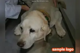 爱狗的人必看，普通人必转！看完后会哭得半死，因为真的太感人了