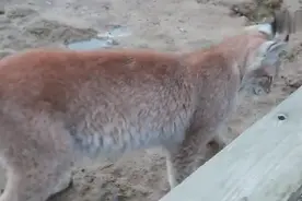 狗狗老想欺负猞猁，猞猁低伏身子收紧尾巴，狗狗却懵然不知！视频封面