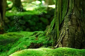 《不要生我的气》是我冒犯了你 我道地向你道歉意视频封面