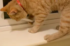 这只猫咪成精了：自己开窗大逃亡