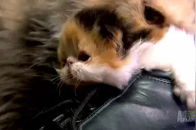 趁着主人不在家一群小猫瞎玩，最后藏到主人的鞋子里了